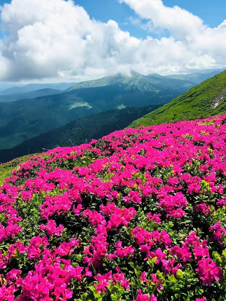 У Карпатах квітне червона рута. Як вона виглядає і де її шукати (фото)